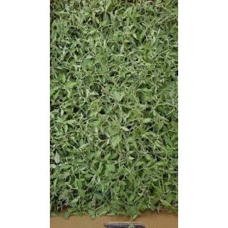 Compra TOMATE CARAMBA F-1 EPS150 en la tienda online Fito Agrícola