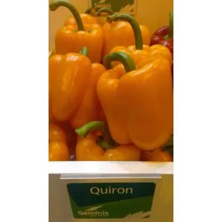 Compra PIMIENTO QUIRON F1 (1.000 Semillas) en la tienda online Fito Agrícola