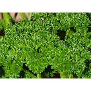 Compra PEREJIL RIZADO ECOLÓGICO ME11 en la tienda online Fito Agrícola
