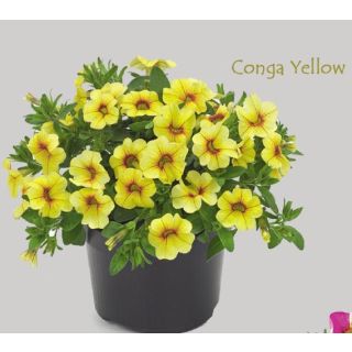 Compra CALIBRACHOA CONGA YELLOW (126 Plantas). en la tienda online Fito Agrícola
