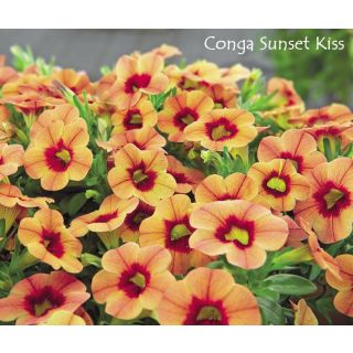 Compra CALIBRACHOA CONGA SUNSET KISS (126 Plantas). en la tienda online Fito Agrícola