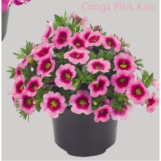Compra CALIBRACHOA CONGA PINK KISS (126 Plantas). en la tienda online Fito Agrícola