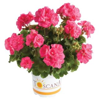 Compra GERANIO ZONALE TOSCANA TRED HOT PINK (HANNA) HV (125 PLantas). en la tienda online Fito Agrícola