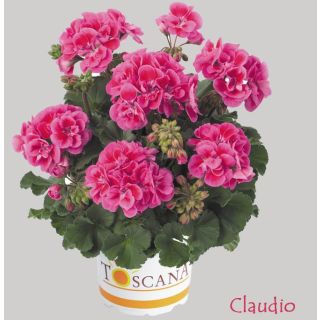 Compra GERANIO ZONALE TOSCANA DOLCE VITA ROSE EYE (CLAUDIO) HN (125 Plantas). en la tienda online Fito Agrícola