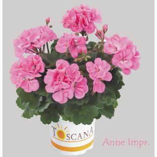 Compra GERANIO ZONALE TOSCANA DOLCE VITA PINNK (ANNE) HN (125 Plantas). en la tienda online Fito Agrícola
