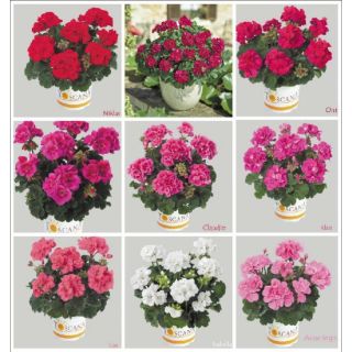 Compra GERANIO ZONALE TOSCANA MIX HN (126 Plantas). en la tienda online Fito Agrícola