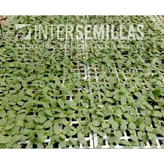 Compra SANDÍA ROBUSTA F-1 (1.000 Semillas). en la tienda online Fito Agrícola