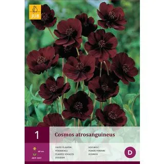 Compra COSMOS ATROSANGUINEUM en la tienda online Fito Agrícola