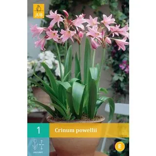 Compra CRINUM POWELLII en la tienda online Fito Agrícola