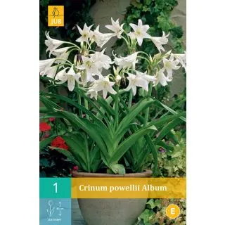 Compra CRINUM POWELLII ALBUM en la tienda online Fito Agrícola