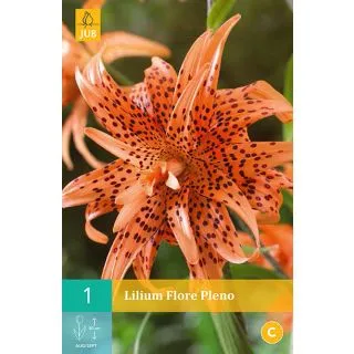 Compra LILIUM FLORE PLENO en la tienda online Fito Agrícola