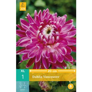 Compra DALIA VANCOUVER en la tienda online Fito Agrícola