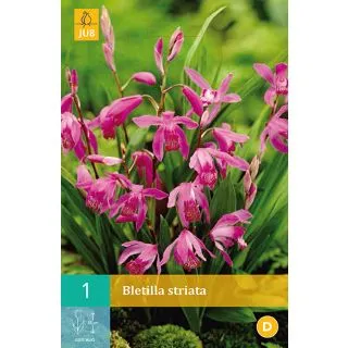 Compra BLETILLA STRIATA en la tienda online Fito Agrícola