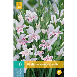 Compra GLADIOLO NYMPH en la tienda online Fito Agrícola