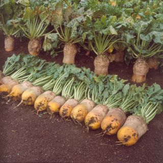 Compra REMOLACHA FORRAJERA AMARILLA ECKENDORF (500 gr.) en la tienda online Fito Agrícola