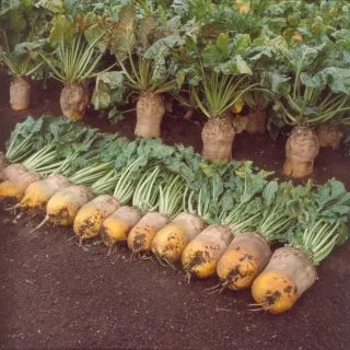 Compra REMOLACHA FORRAJERA AMARILLA ECKENDORF (500 gr.) en la tienda online Fito Agrícola