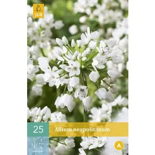 Compra ALLIUM NEAPOLITANUM en la tienda online Fito Agrícola