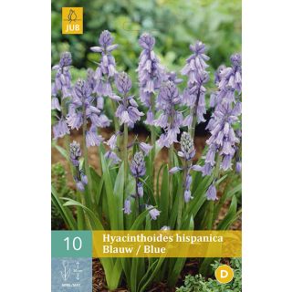 Compra HYACINTHOIDES HISPANICA BLUE en la tienda online Fito Agrícola