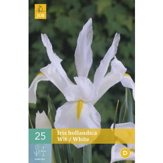 Compra IRIS HOLANDICA WHITE en la tienda online Fito Agrícola