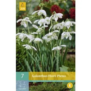 Compra GALANTHUS FLORE PLENO en la tienda online Fito Agrícola