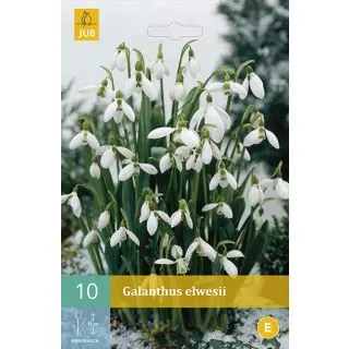 Compra GALANTHUS ELWESII en la tienda online Fito Agrícola