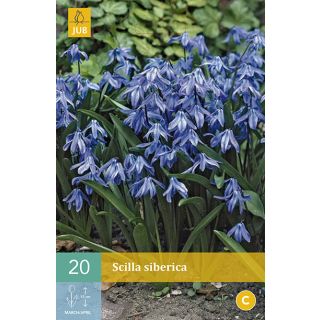 Compra SCILLA SIBERICA en la tienda online Fito Agrícola