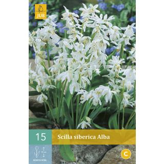 Compra SCILLA SIBERICA ALBA en la tienda online Fito Agrícola