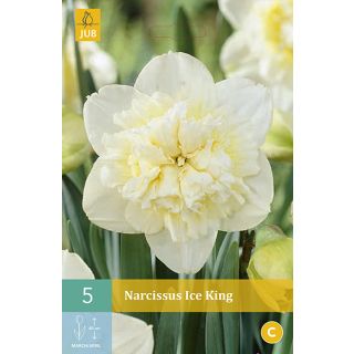 Compra NARCISOS ICE KING en la tienda online Fito Agrícola