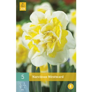 Compra NARCISOS WESTWARD en la tienda online Fito Agrícola