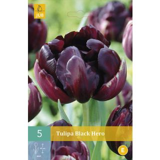 Compra TULIPÁN BLACK HERO en la tienda online Fito Agrícola