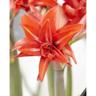 Compra AMARYLLIS DOBLE DELICIOUS ® en la tienda online Fito Agrícola