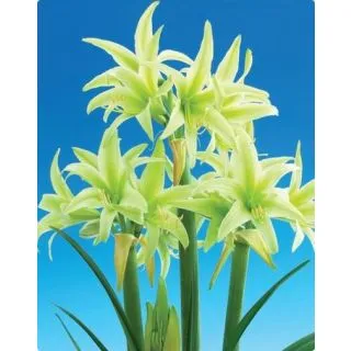 Compra AMARYLLIS EVERGREEN en la tienda online Fito Agrícola