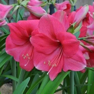Compra AMARYLLIS PINK SURPRISE en la tienda online Fito Agrícola
