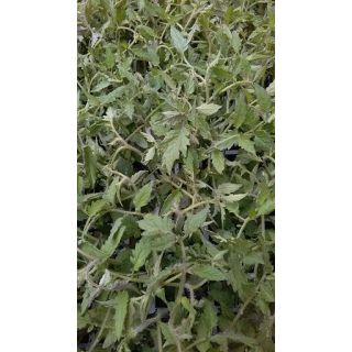 Compra TOMATE BESTIAL F1 EPS150 en la tienda online Fito Agrícola