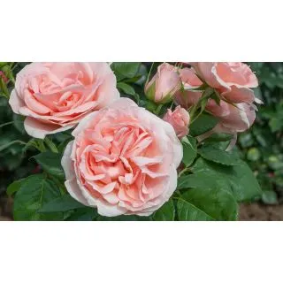 Compra ROSAL DONATELLA ® Meikerira en la tienda online Fito Agrícola