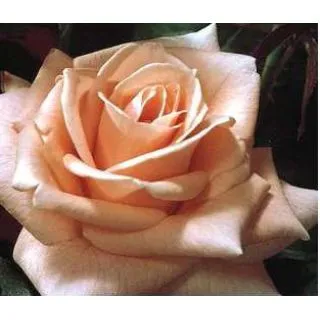 Compra ROSAL SONIA MEILLAND ® - Meihelbet en la tienda online Fito Agrícola