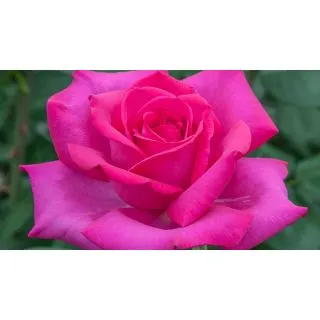 Compra ROSAL VELASQUEZ ® - Meimirtylus en la tienda online Fito Agrícola