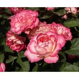 Compra ROSAL IRIS ® - Feluci en la tienda online Fito Agrícola