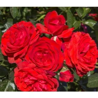 Compra ROSAL SCARLET BONICA ® - Meiscarlebo en la tienda online Fito Agrícola