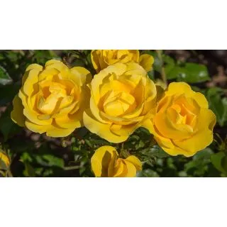 Compra ROSAL GOLD BONICA ® - Meianycid en la tienda online Fito Agrícola