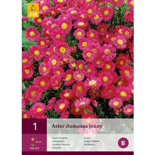 Compra ASTER DUMOSUS JENNY en la tienda online Fito Agrícola