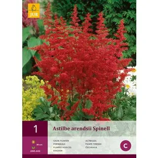 Compra ASTILBE ARENDSII SPINELL en la tienda online Fito Agrícola