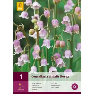 Compra CONVALLARIA MAJALIS ROSEA en la tienda online Fito Agrícola