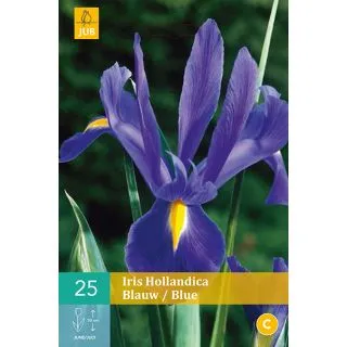 Compra IRIS HOLÁNDICA BLUE en la tienda online Fito Agrícola