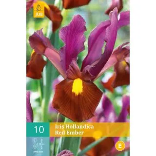 Compra IRIS HOLÁNDICA RED EMBER en la tienda online Fito Agrícola