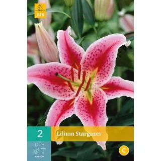 Compra LILIUM STARGAZER en la tienda online Fito Agrícola