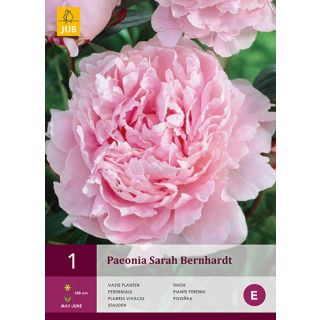 Compra PEONÍA SARAH BERNHARDT en la tienda online Fito Agrícola