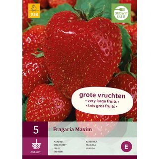 Compra FRESA MAXIM (5 Unid.). en la tienda online Fito Agrícola