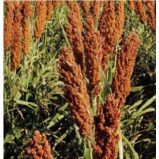Compra SORGO GRANO ROJO TONKAWA (300.000 Semillas). en la tienda online Fito Agrícola