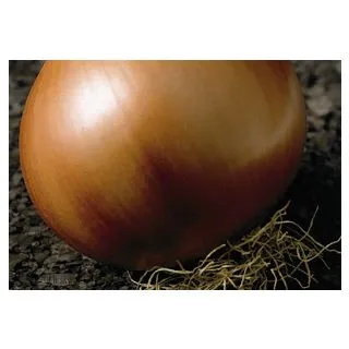 Compra CEBOLLA VALENCIANA DE EXPORTACIÓN Sel. Rita Pildorada (100.000 Semillas) en la tienda online Fito Agrícola